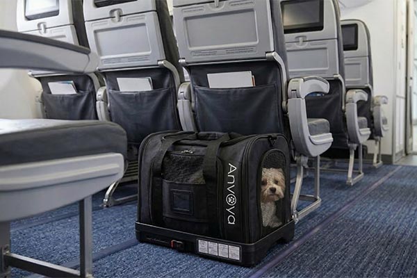 A dog in a black Anvoya pet carrier under an airplane seat.