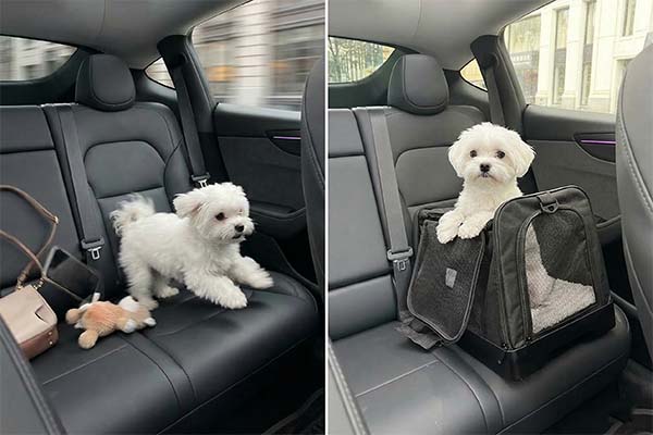 crash tested pet car seat vs unrestrained dog