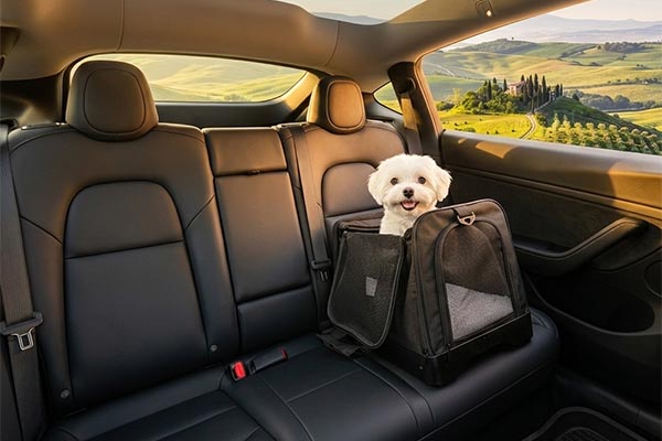 happy dog in secure anvoya pet car seat road trip