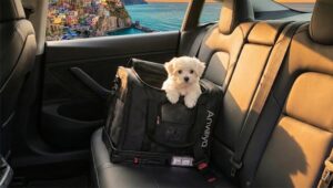 Pet Car Seat: The Complete Safety Guide for Dogs & Cats