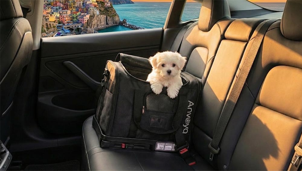 Pet Car Seat: The Complete Safety Guide for Dogs & Cats