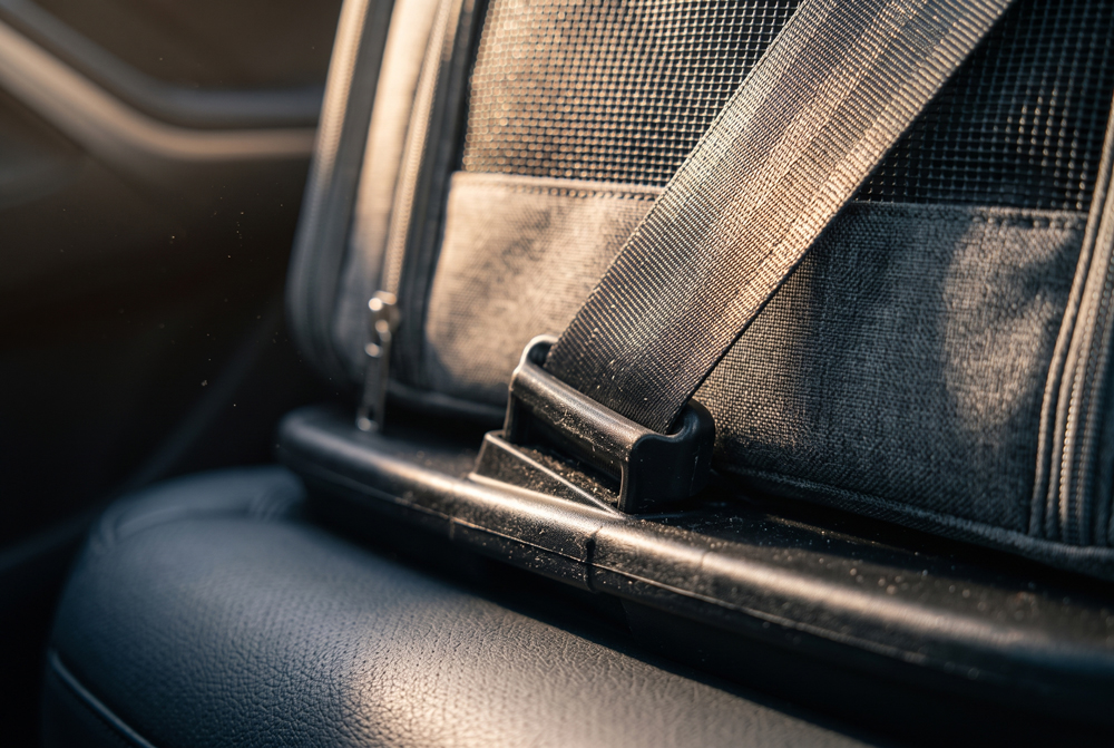 secure cat carrier to transport a cat in a car safely