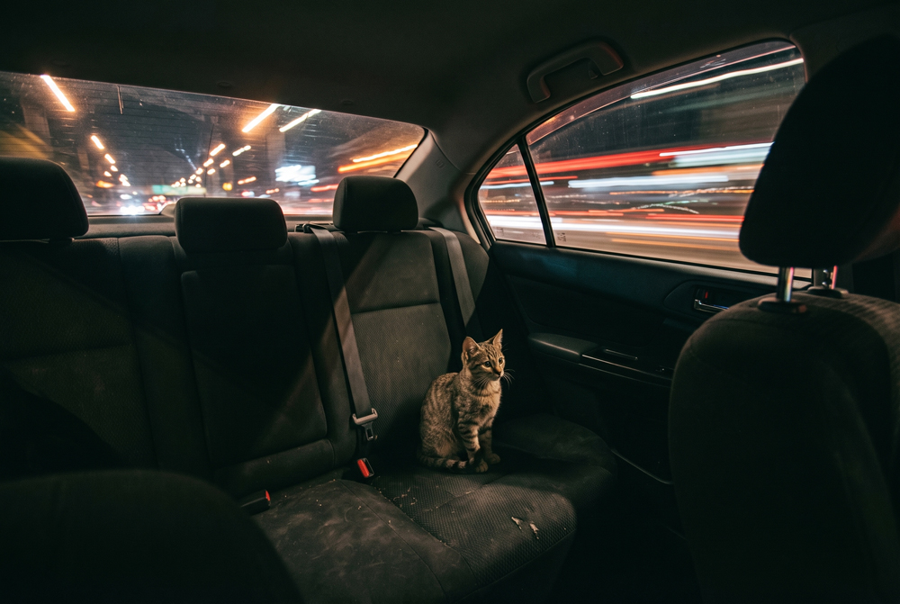 cat in a car should not travel without a carrier