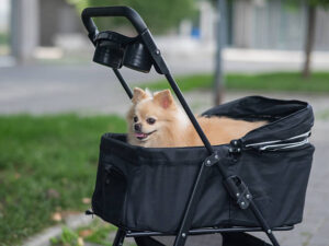 Compact pet stroller city street
