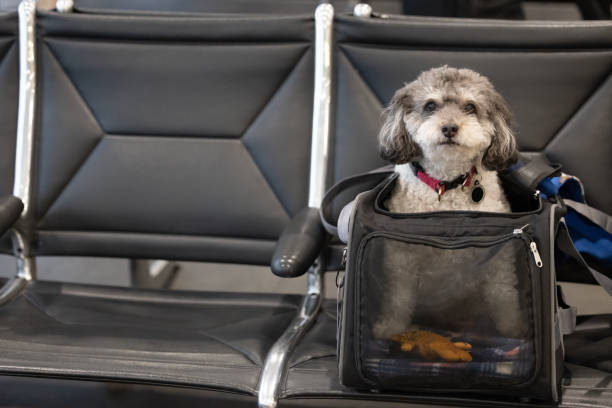 Dog in pet carrier waiting at airport gate