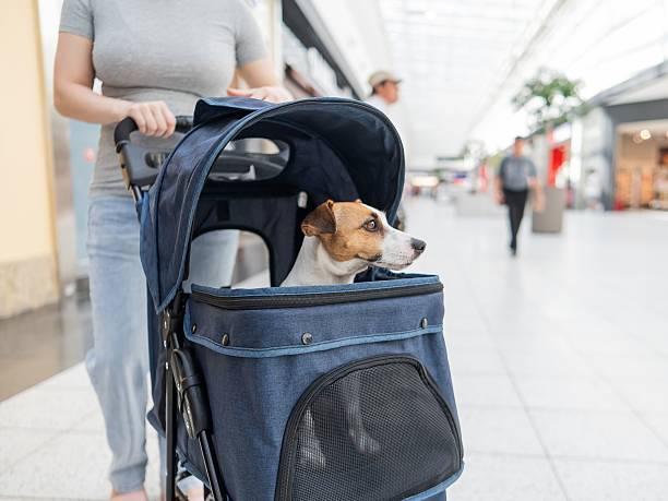 Dog in pet stroller city walk, premium dog buggy park, woman pushing dog stroller