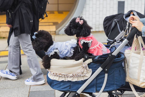 pet stroller for dogs benefits for fatigue crowded spaces and mobility