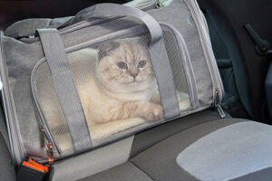 Modern pet carrier in airport terminal