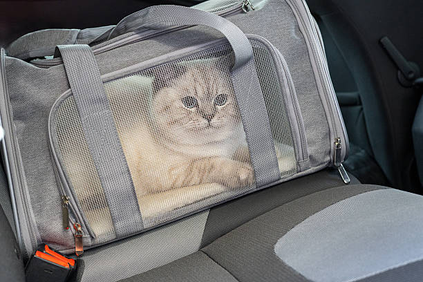 Modern pet carrier in airport terminal