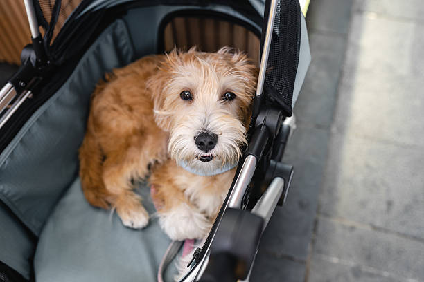 pet stroller for dogs suited for senior small and low stamina dogs