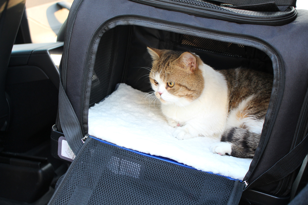 cat stress signs in carrier, cat panting in carrier, cat carrier distress