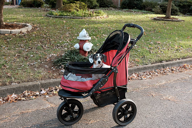 3-Wheel vs 4-Wheel Pet Stroller terrain and travel scenario comparison