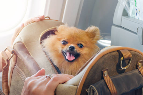 airline pet carrier size comparison, American Delta Southwest pet carrier dimensions, airline under seat pet carrier rules