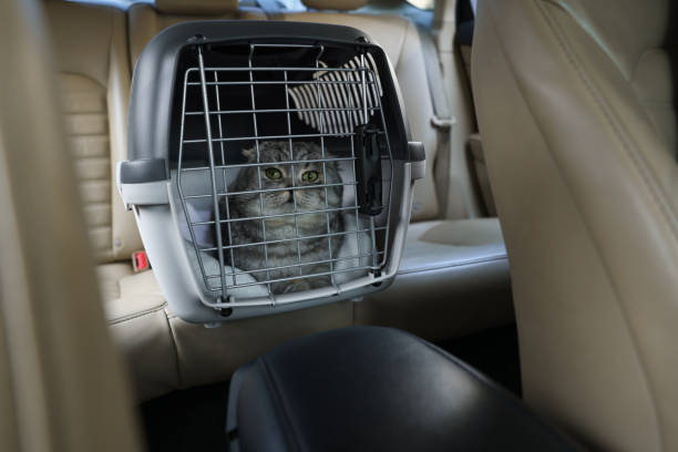 long distance travel with cat, cat carrier road trip, cat travel carrier long journey