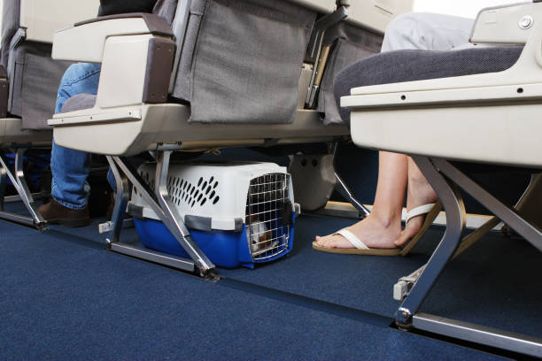 Pet carrier stowed under airplane seat, cabin pet travel