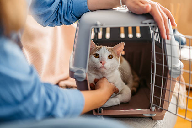 safe cat carrier time, cat in carrier for hours, cat carrier time limit