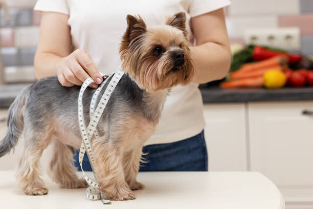 measuring dog with tape measure, person measuring dog height, measuring pet dimensions