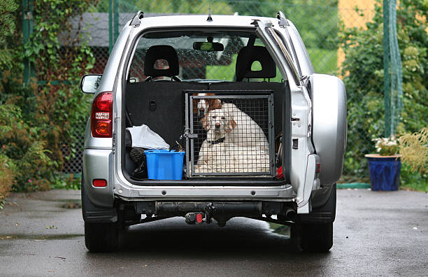 larger dog portable carrier limitations for vehicle travel