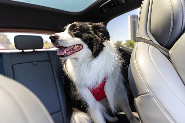 dog car restraint harness for larger dogs connected to vehicle anchors